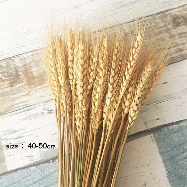 Real Wheat Decoration Natural Pampas Rabbit Tail Grass Dried Flowers For Wedding Party DIY Craft Typha Lagurus ovatus Phragmites